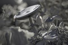 Pilzszene_2022_02_clay