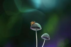 Pilze02_Macropainting